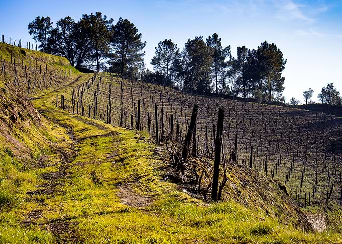 In between the vines