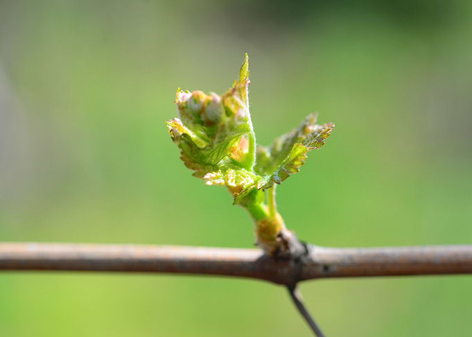 vine bud macro