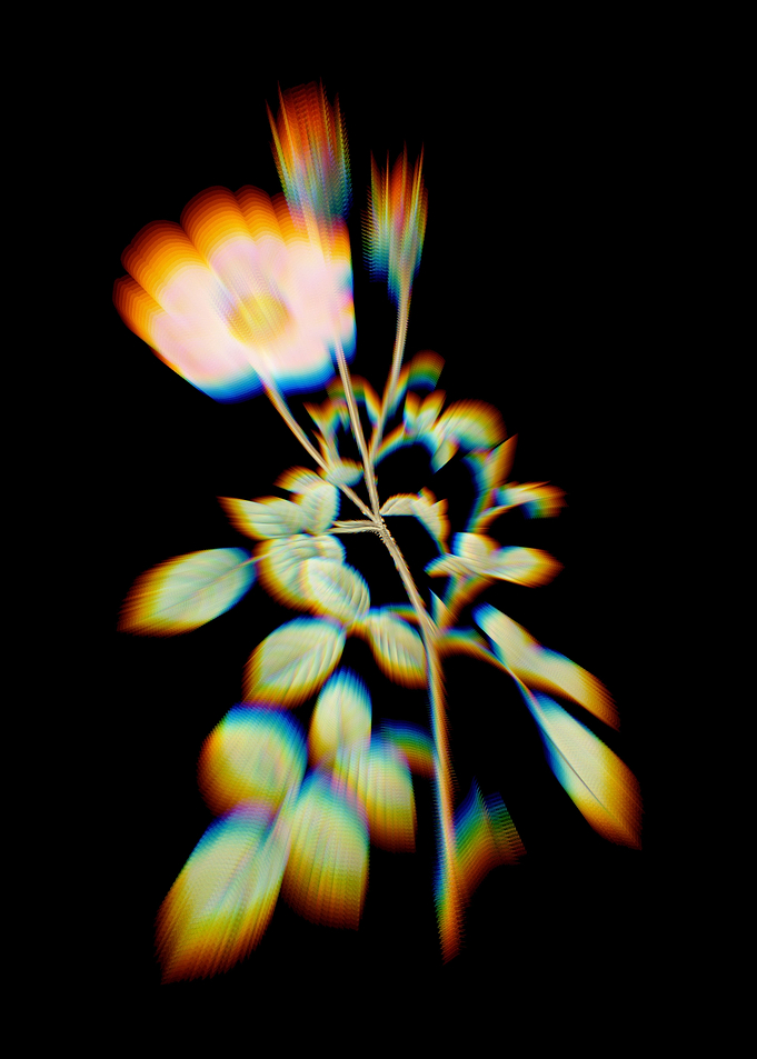 Prism Sparkling Rose