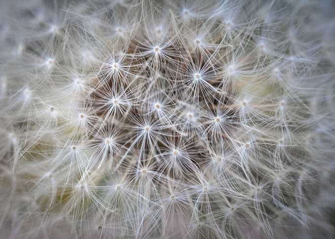 The Center Of A Blowball
