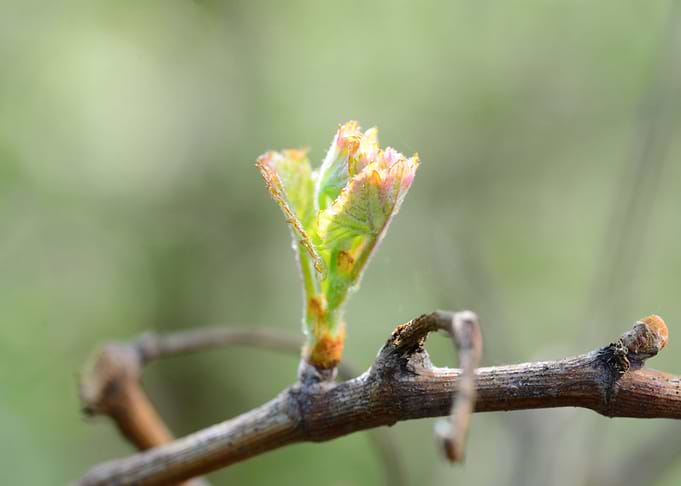 vine bud macro