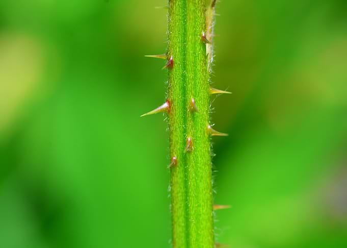 blackberry thorns macro