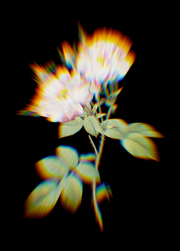 White Damask Rose