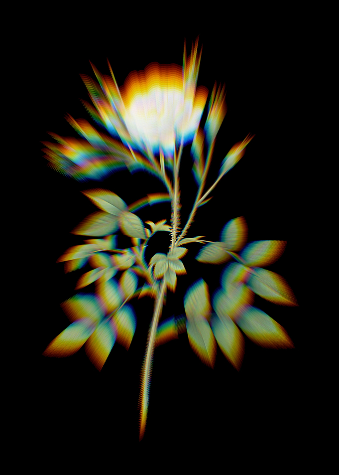 Prism White Rose Rosenberg