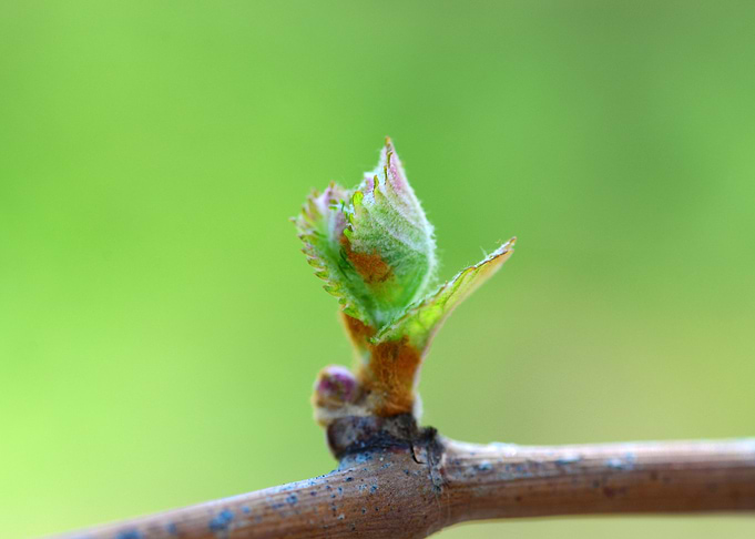 vine bud macro