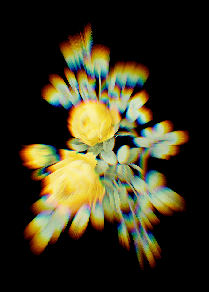 Prism Sulphur Rose