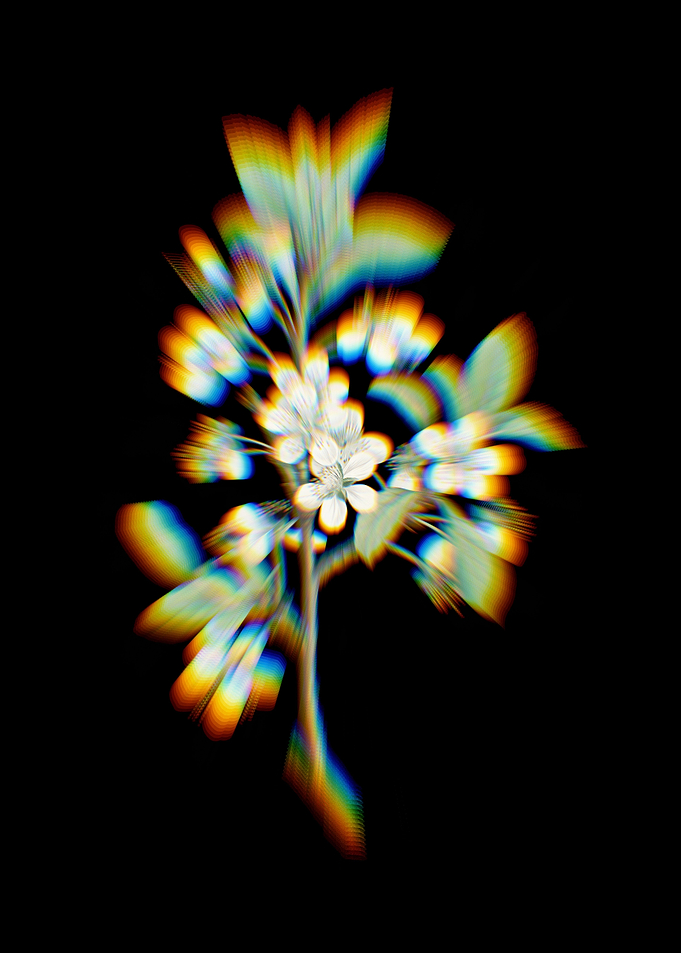 Prism White Plum Flower