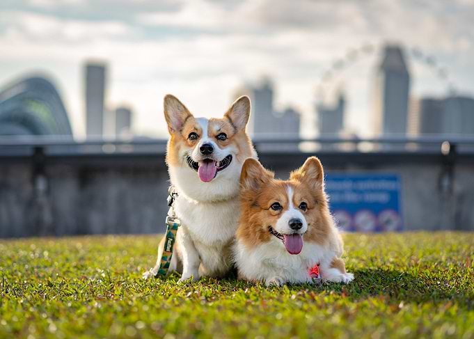 Corgi in the sunset