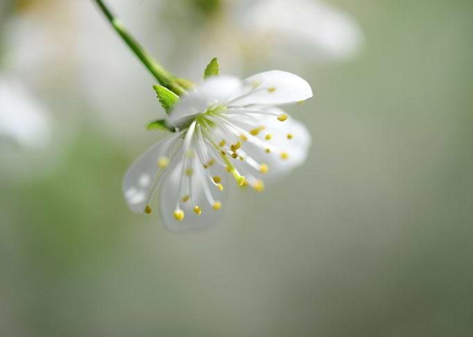 sour cherry tree flower