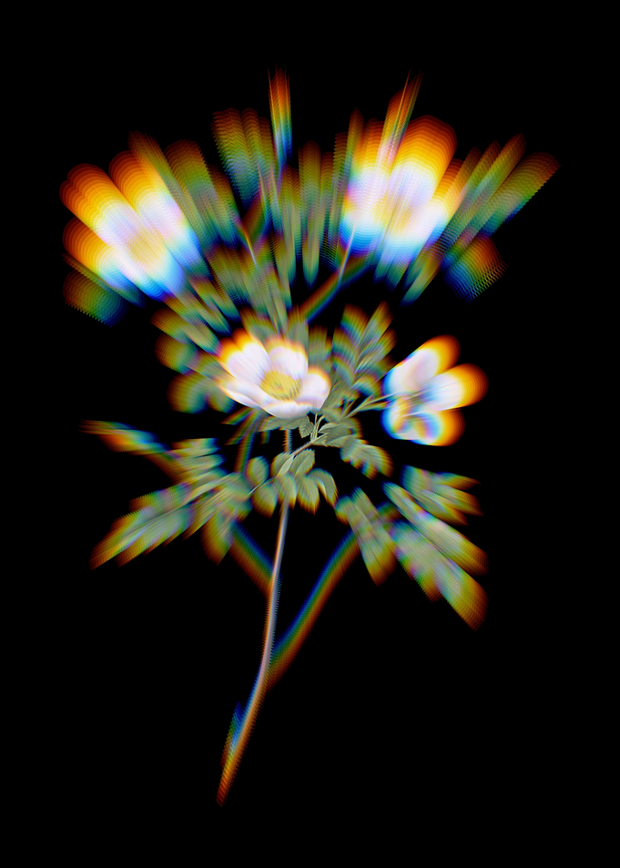 White Candolles Rose