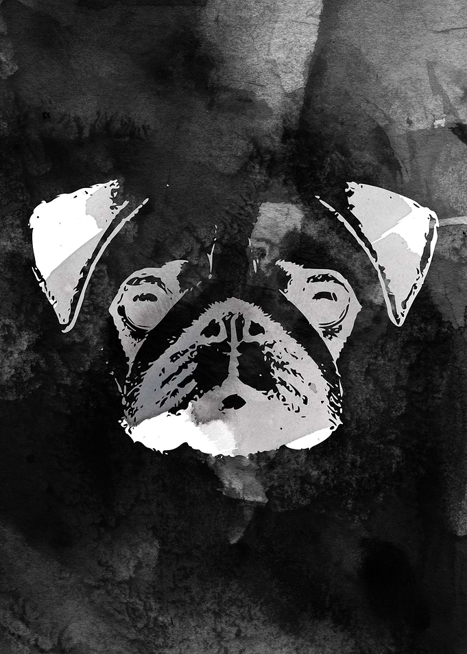 Pug