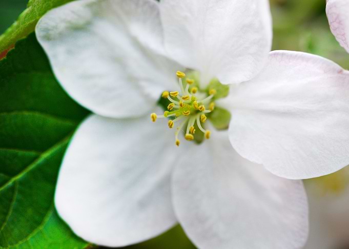 apple tree flower