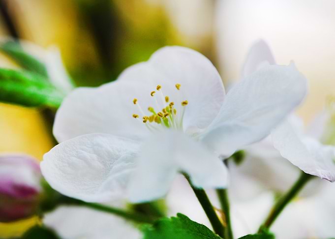 apple tree flower