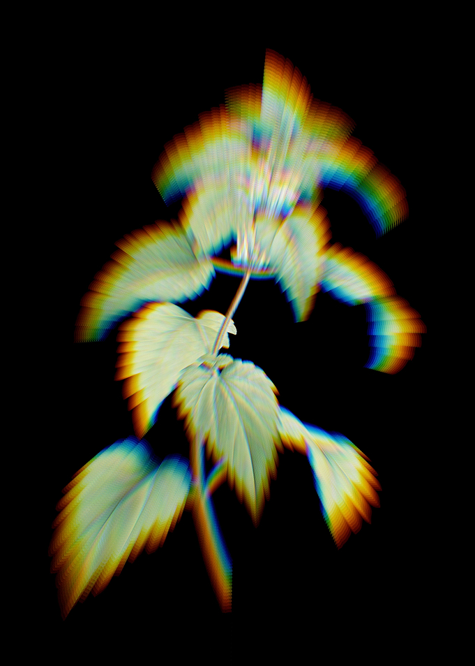 White Dead Nettle Plant
