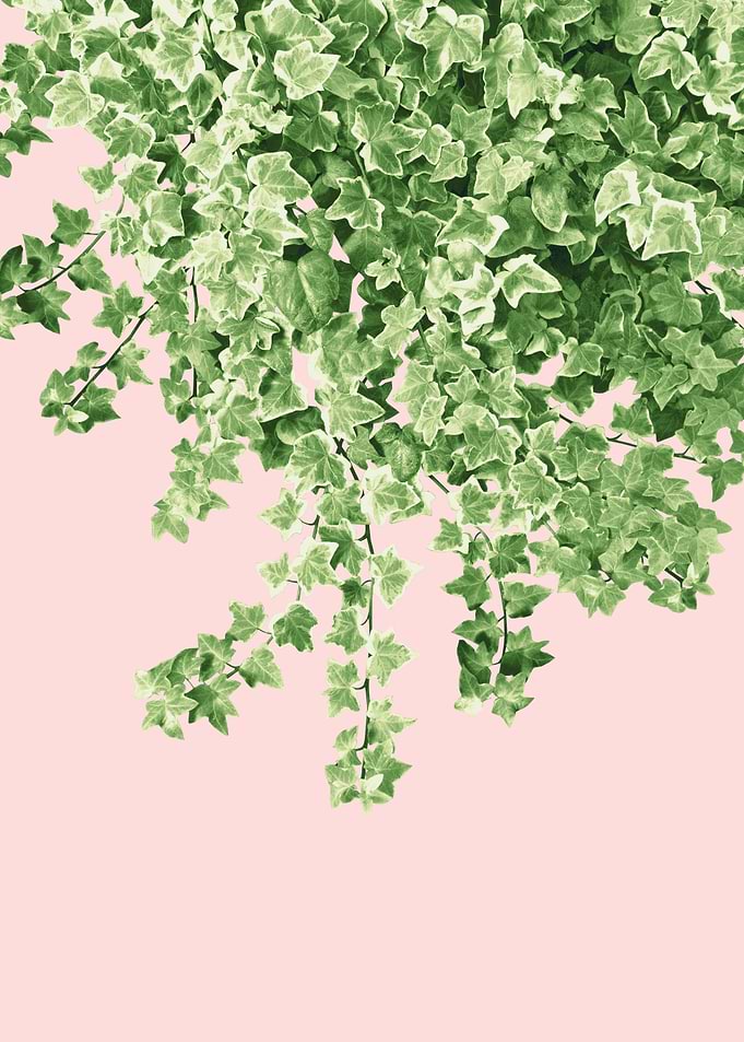 Ivy Delight 5