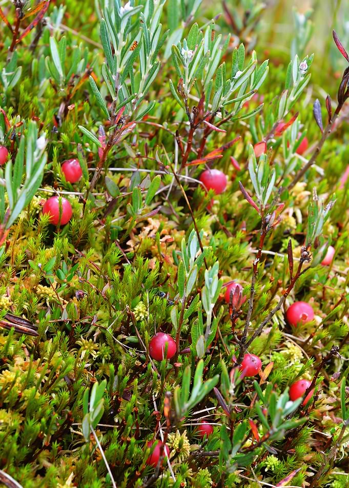 Cranberries And Mushrooms