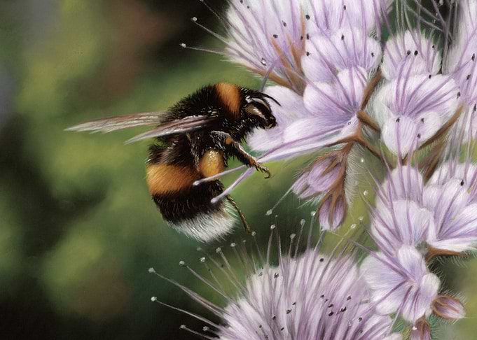 Bumblebee