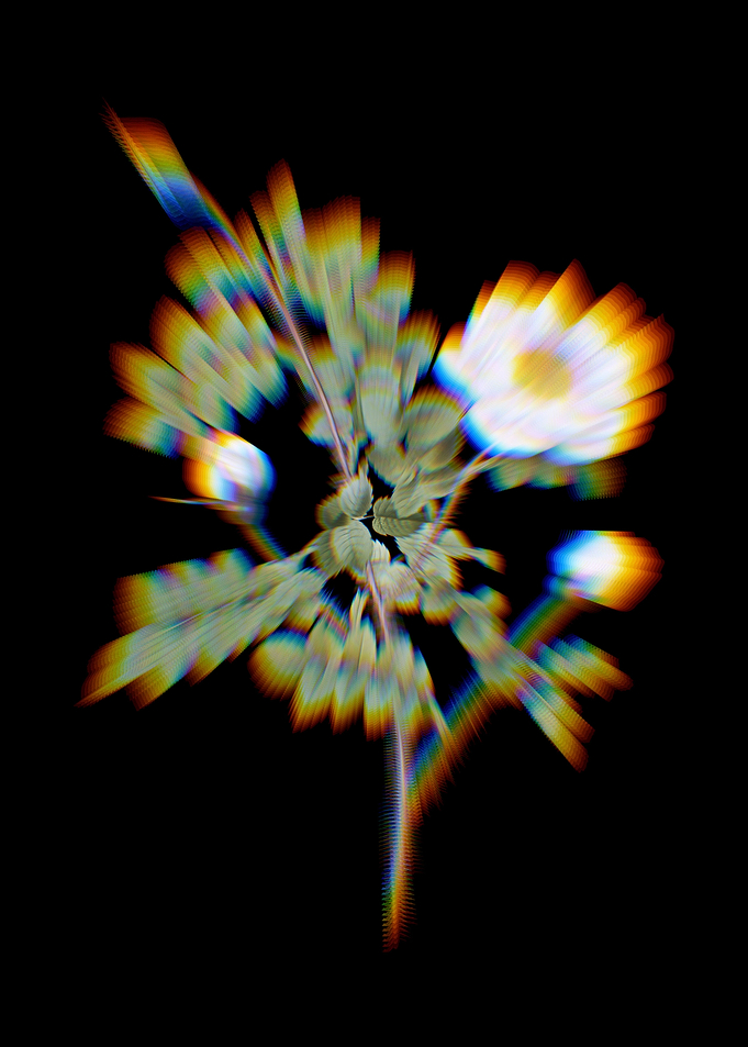 White Burnet Roses