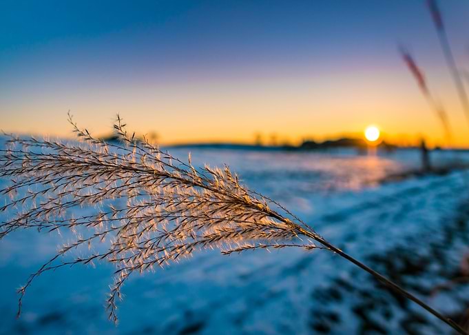 Sunset at the reeds