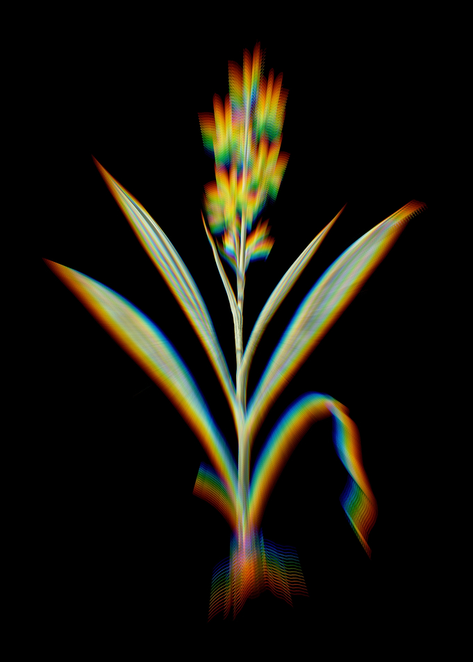 Prism Wachendorfia