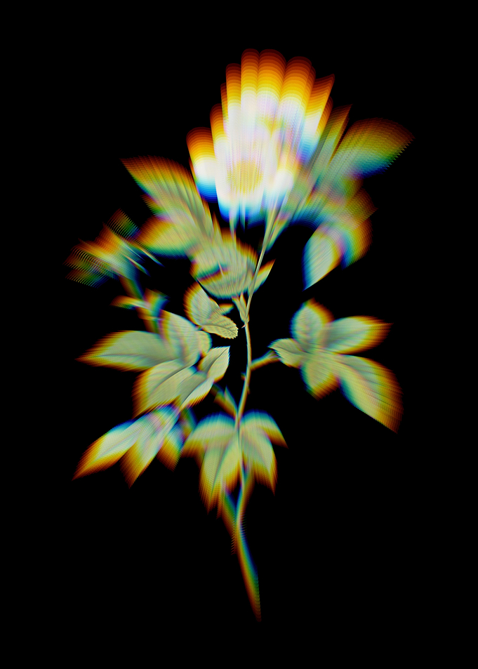 White Anjou Roses