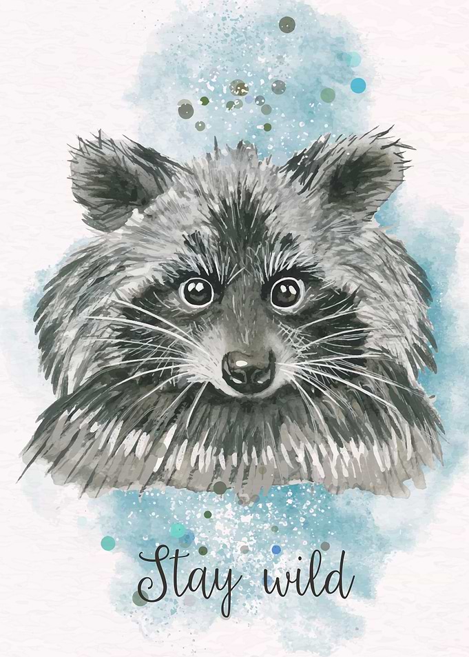 raccoon
