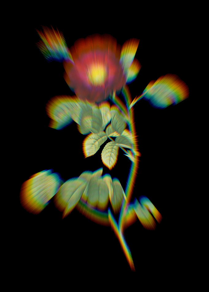 Prism Vintage Rose