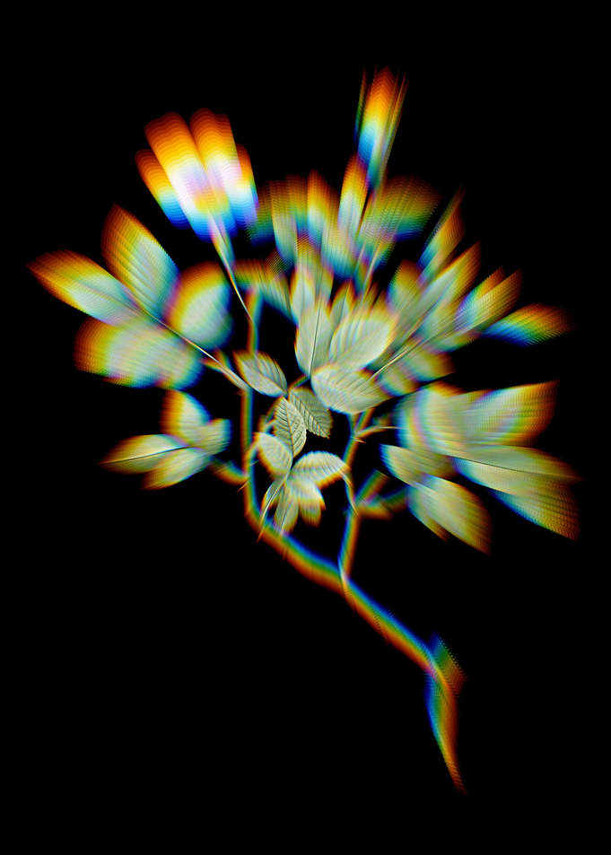 Prism Vintage Rosebush