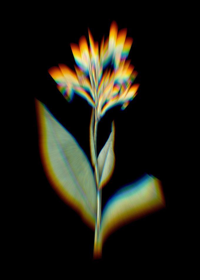 Water Canna