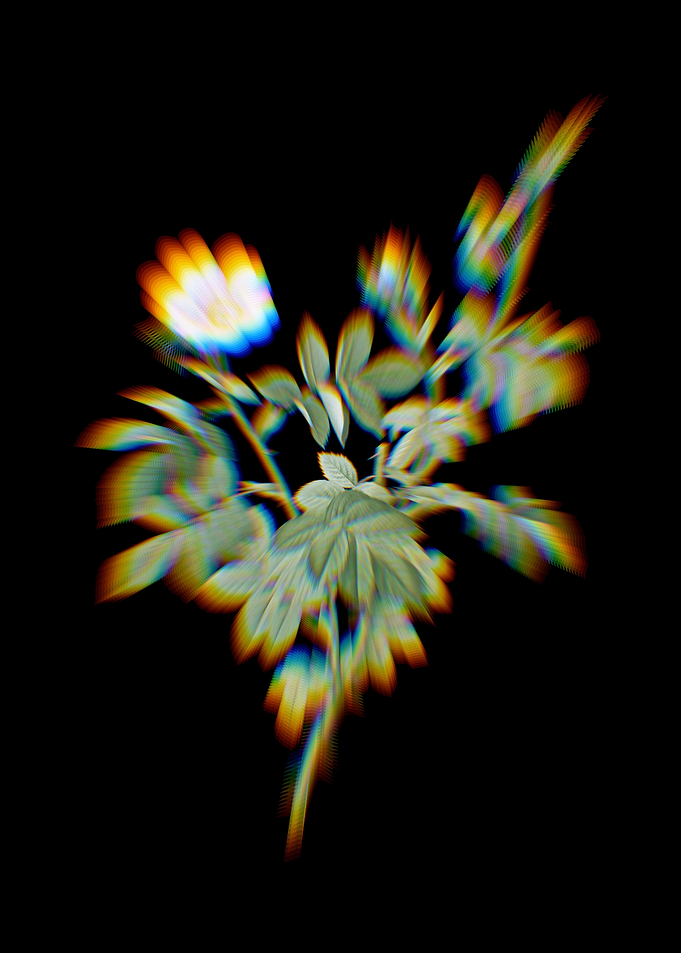 White Downy Rose