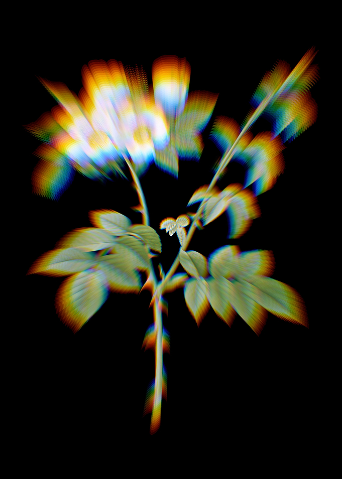 White Flowered Rose