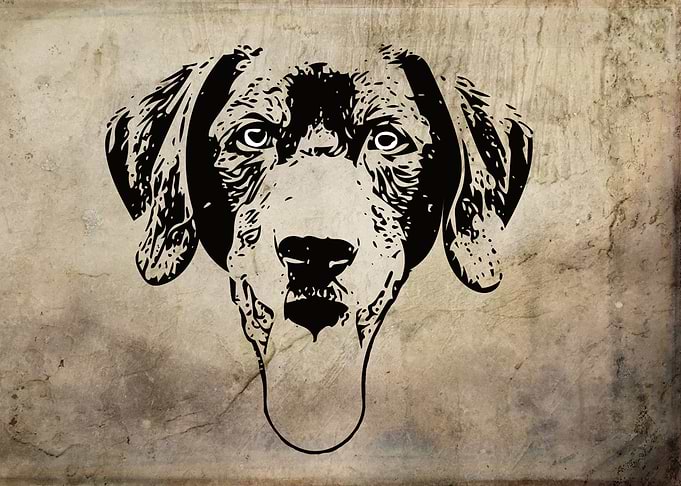 Black Labrador