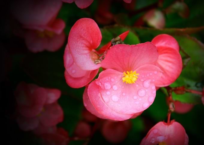 Dew Drops