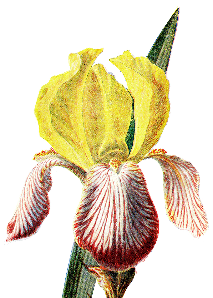 Iris