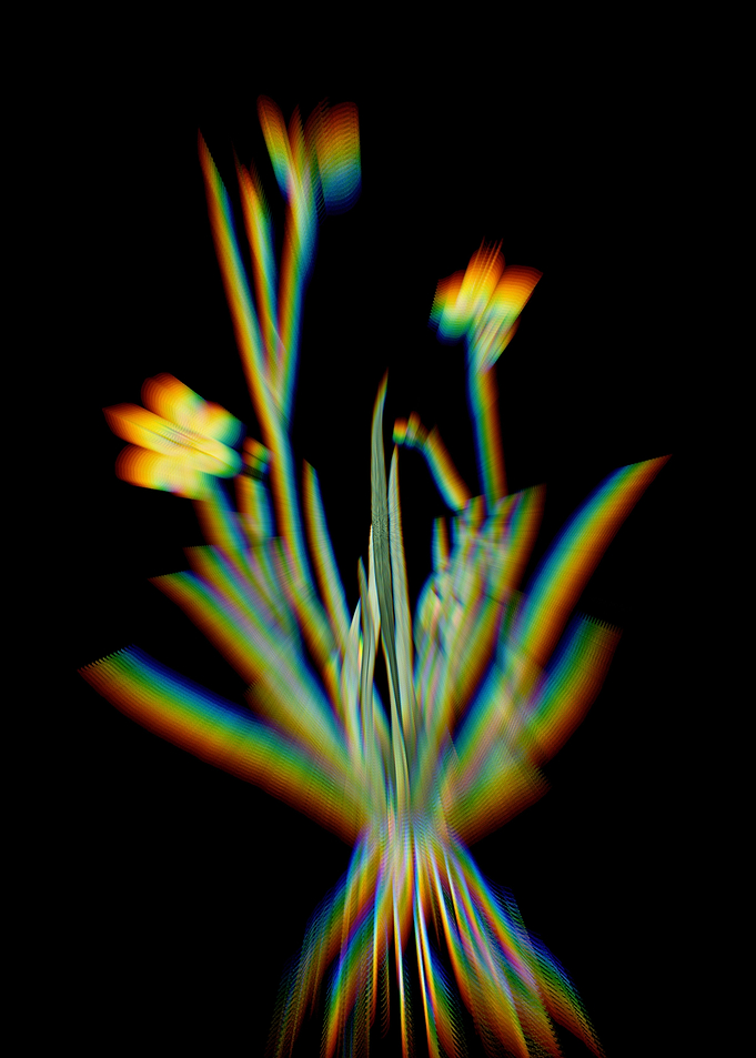 Prism Yellow Eyed Grass