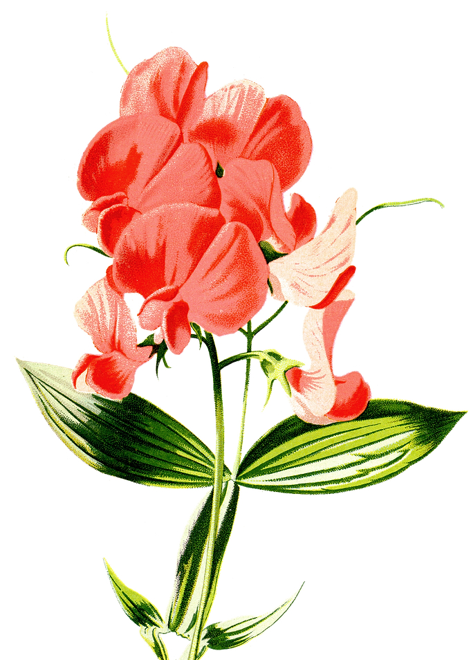 Everlasting Pea