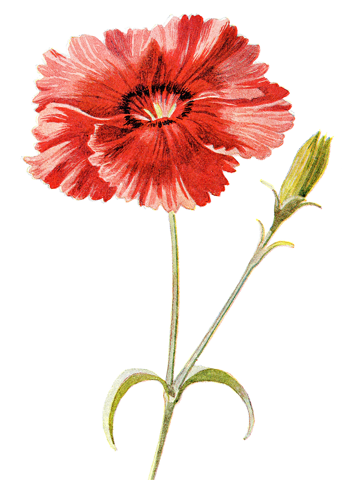 Indian Pink