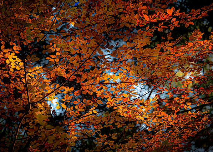 Autumn leaves