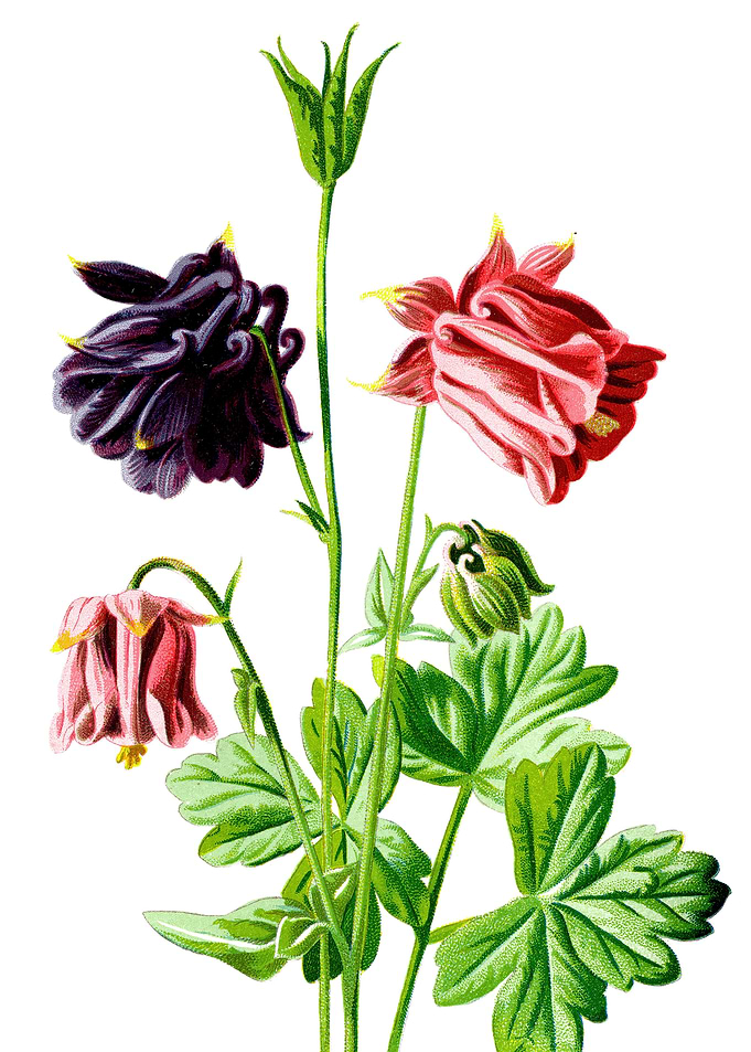 Columbine