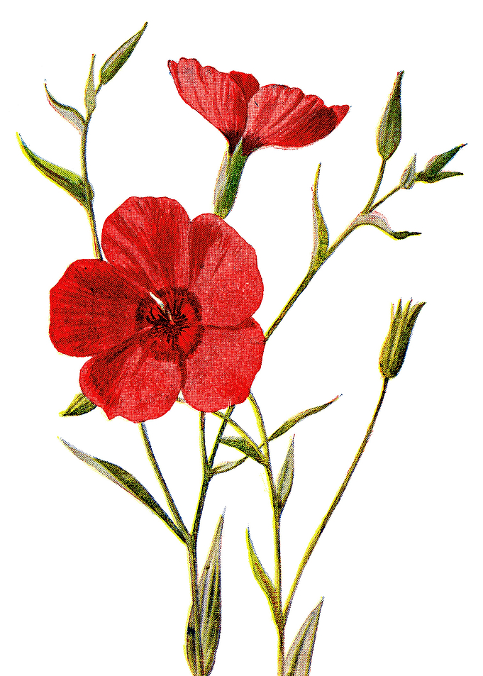 Crimson Flax