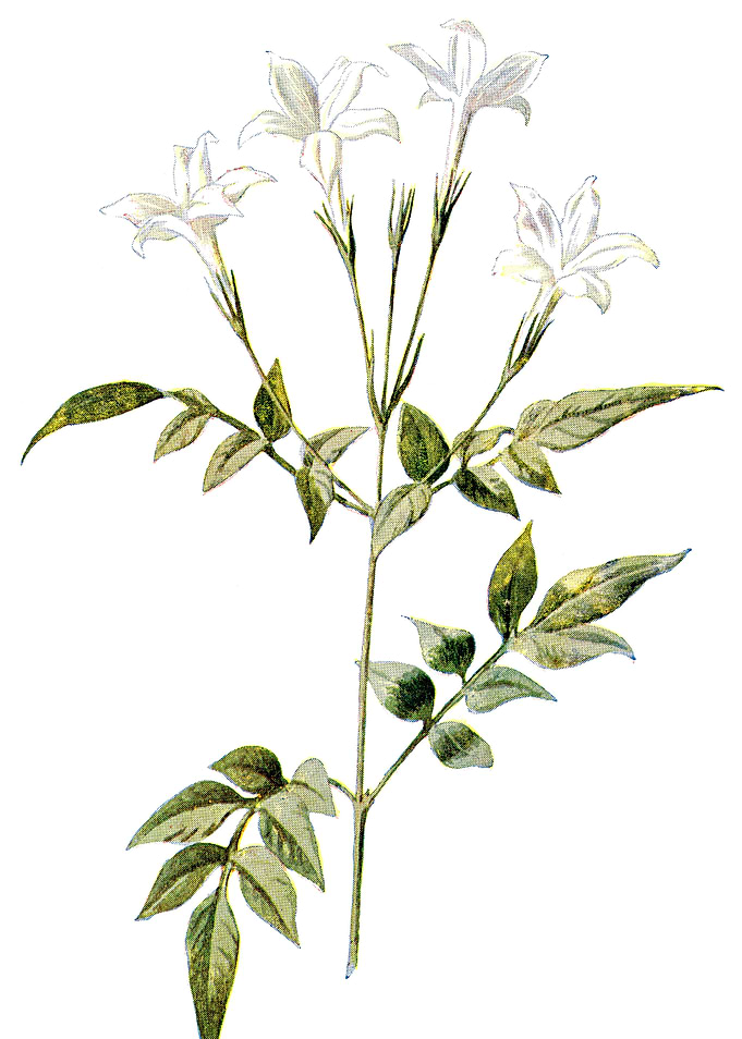 Jessamine