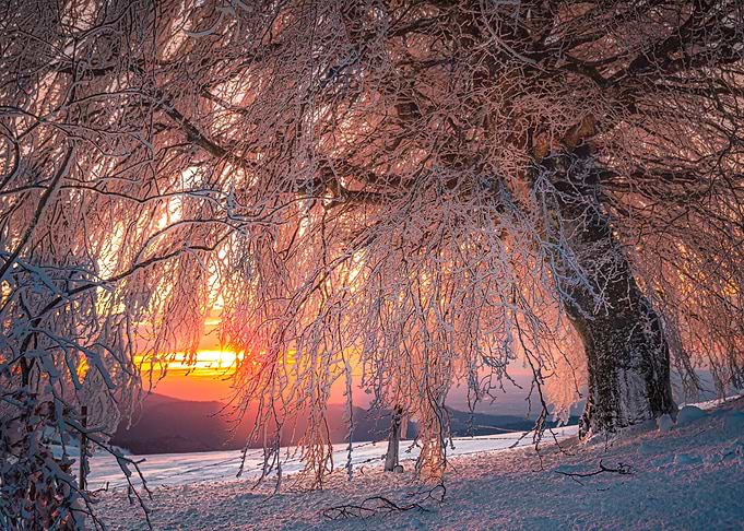 Winter black forest