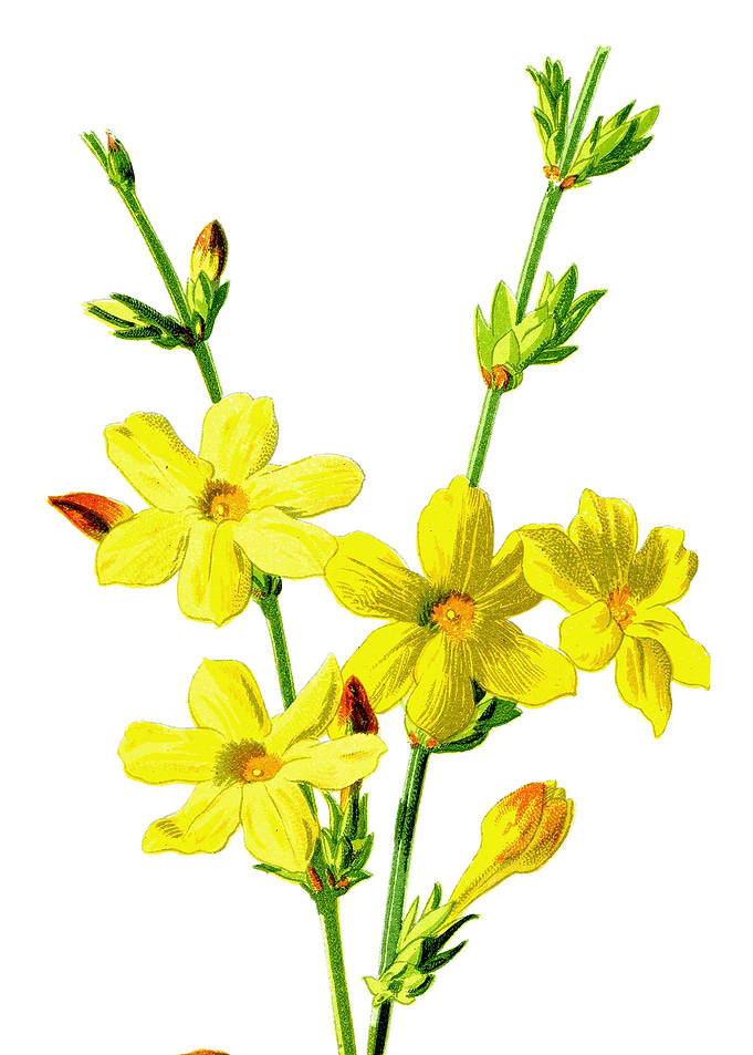 Winter Jasmine