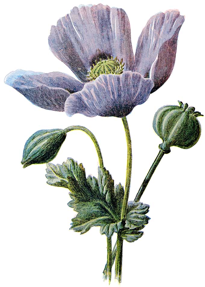 Poppy