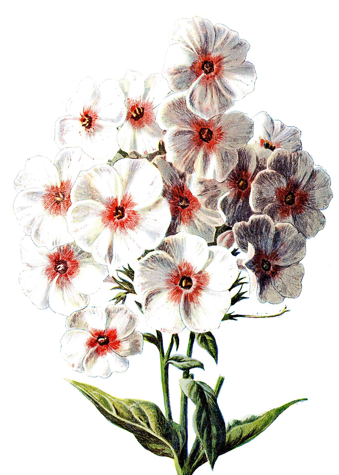 Phlox