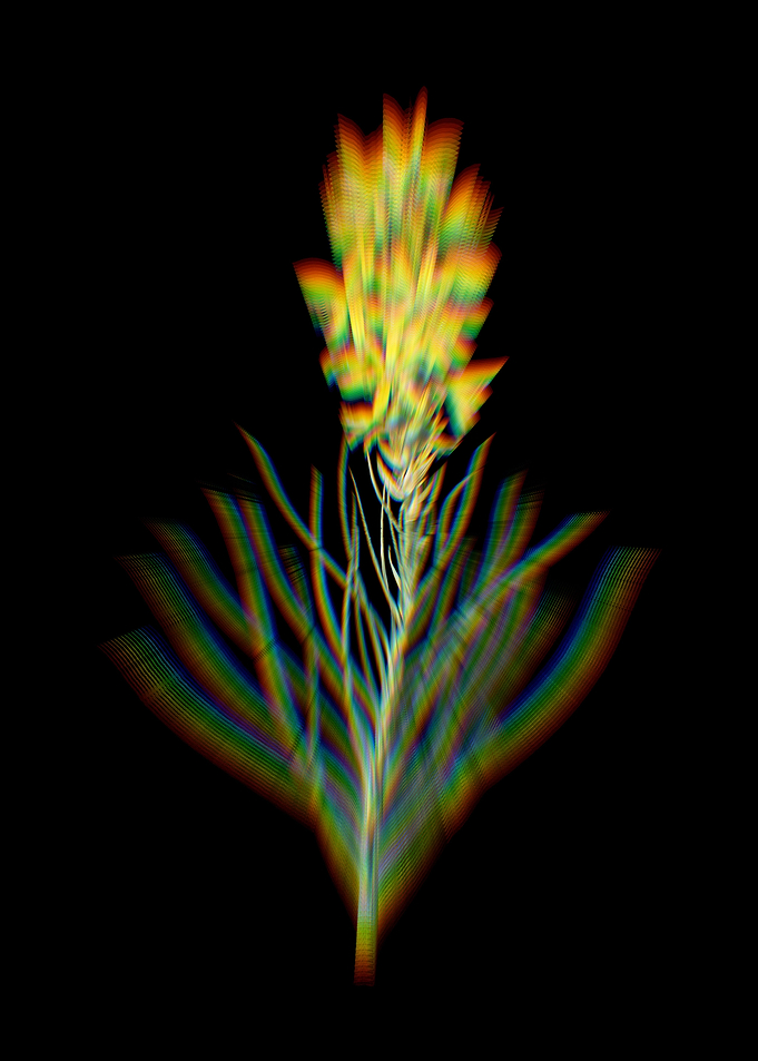 Prism Yellow Asphodel