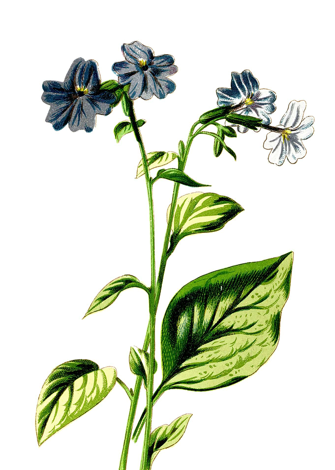 Browallia