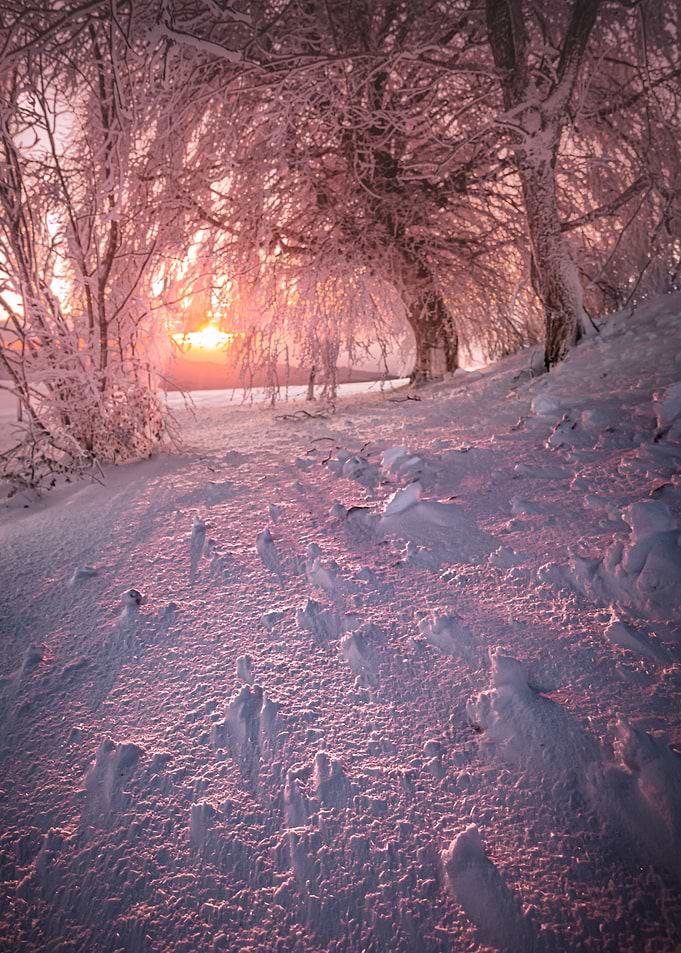 Winter forest