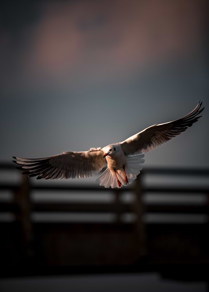 Seagull