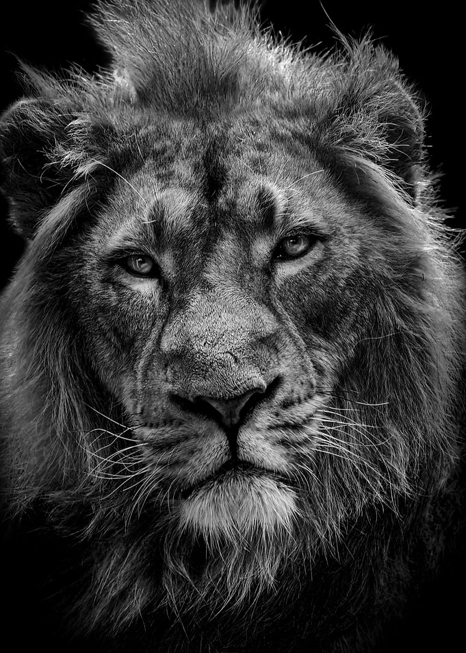 black lion king scar face